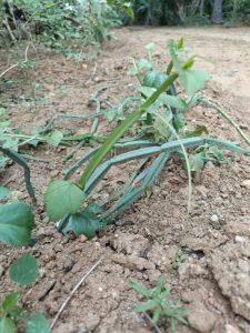 Paizhncholai - farm