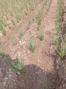 Paizhncholai - farm