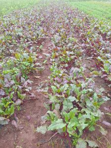Paizhncholai - farm