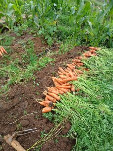 Paizhncholai - farm