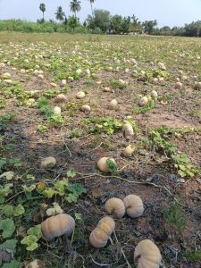 Paizhncholai - farm