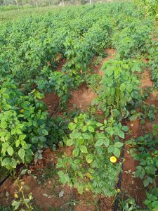 Paizhncholai - farm image