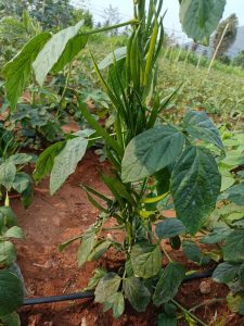 Paizhncholai - farm image